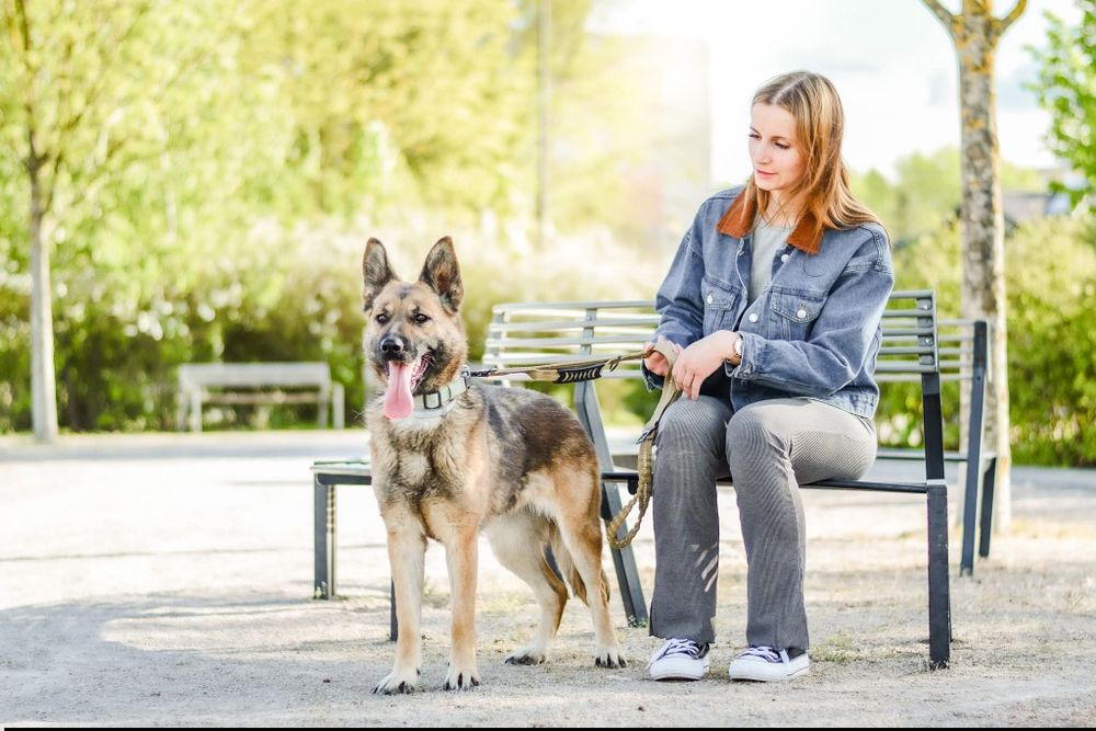 Śliwka wyjątkowa sunia do adopcji