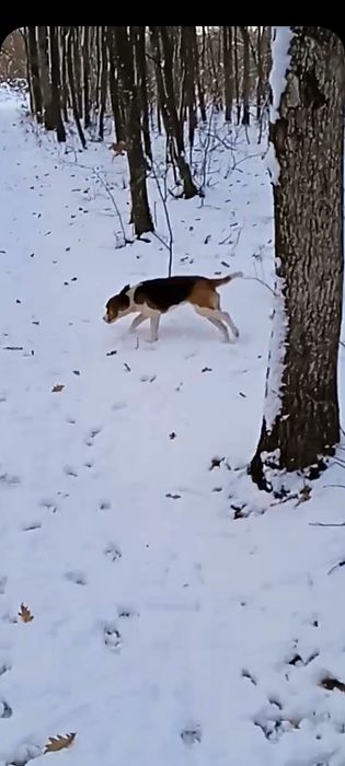 Пропала собака, породи естонська гонча