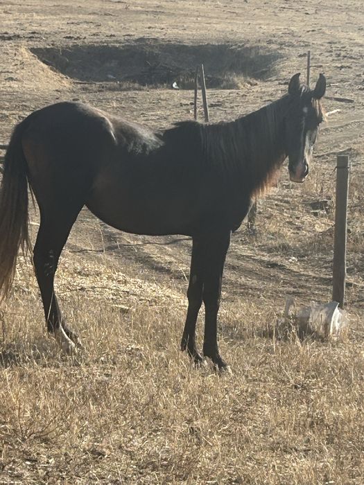 Poldro cruzado de lusitano