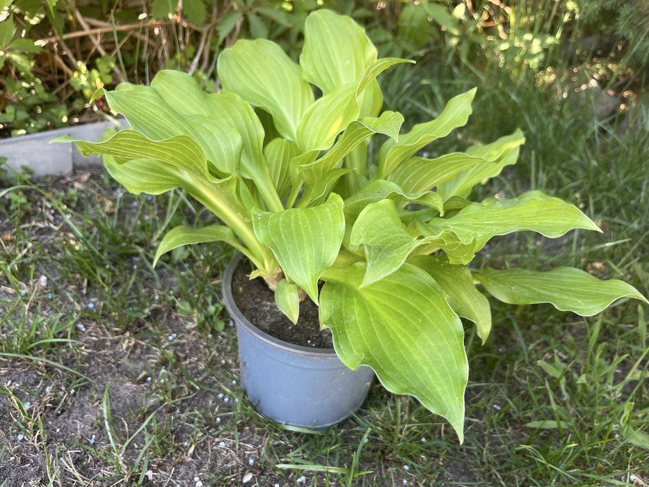 Funkia sadzonka