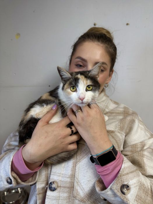 Róża młoda tricolorka kotka szuka domku