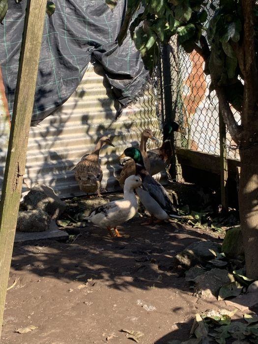 2 Casais de Patos Real