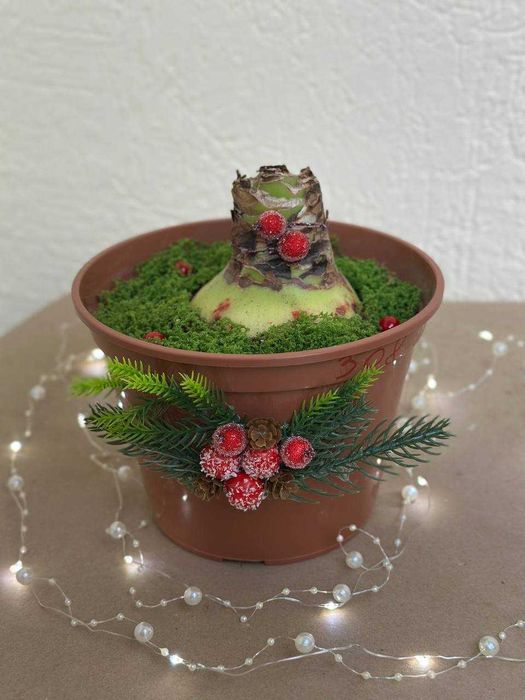 Амариліс "Новорічний" у вазоні