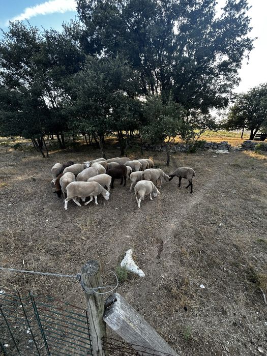 Carneiro e ovelhas