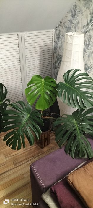 Sprzedam monstere dużą