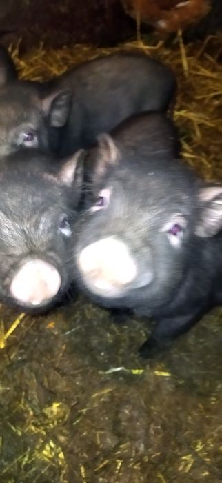 Поросята вьетнамские