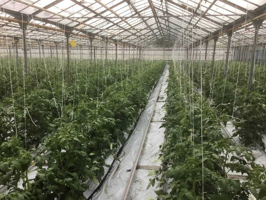Продам Тепличний Комбінат в Івано-Франківській області