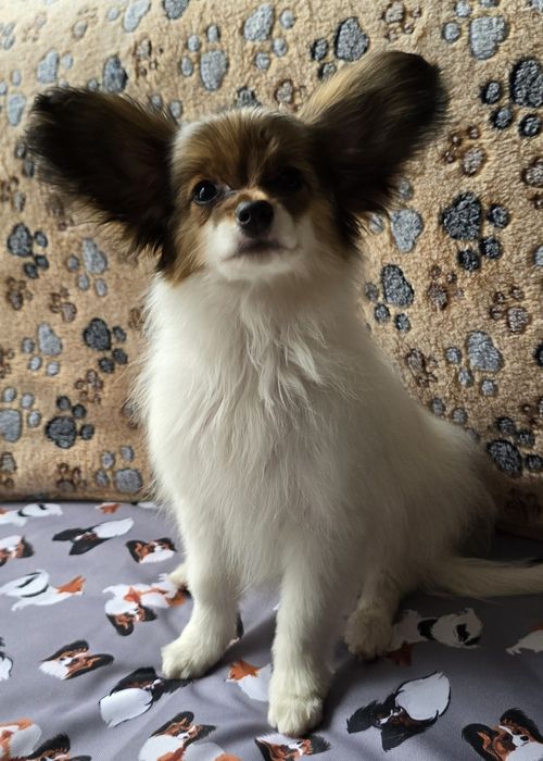 Papillon Spaniel kontynentalny miniaturowy  - piesek - ZKwP/FCI