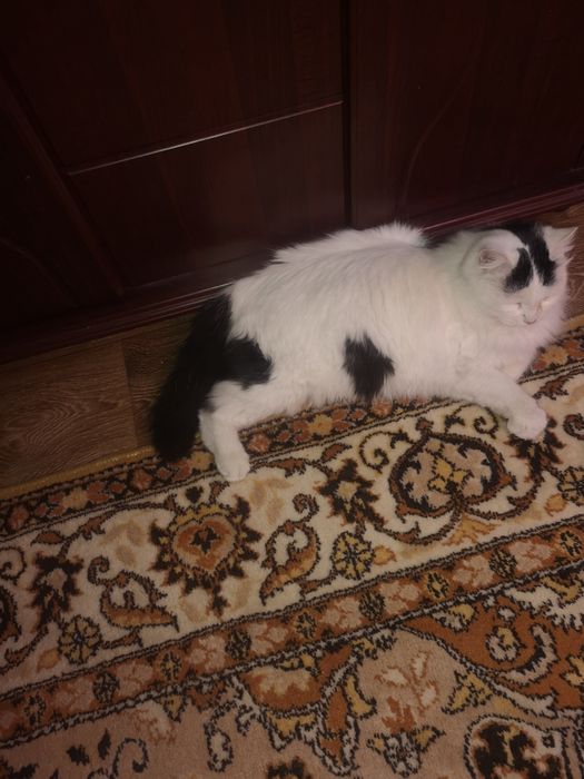 Віддам гарну кішку безкоштовно.