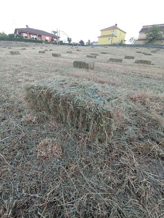 Feno muito bom. ótimo preço.