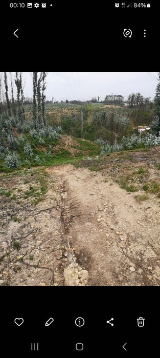 Terreno eucaliptal