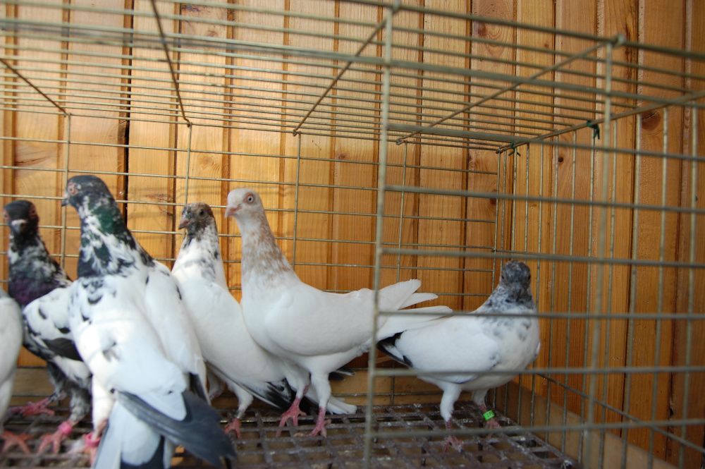 Gołębie ozdobne Budapeszty