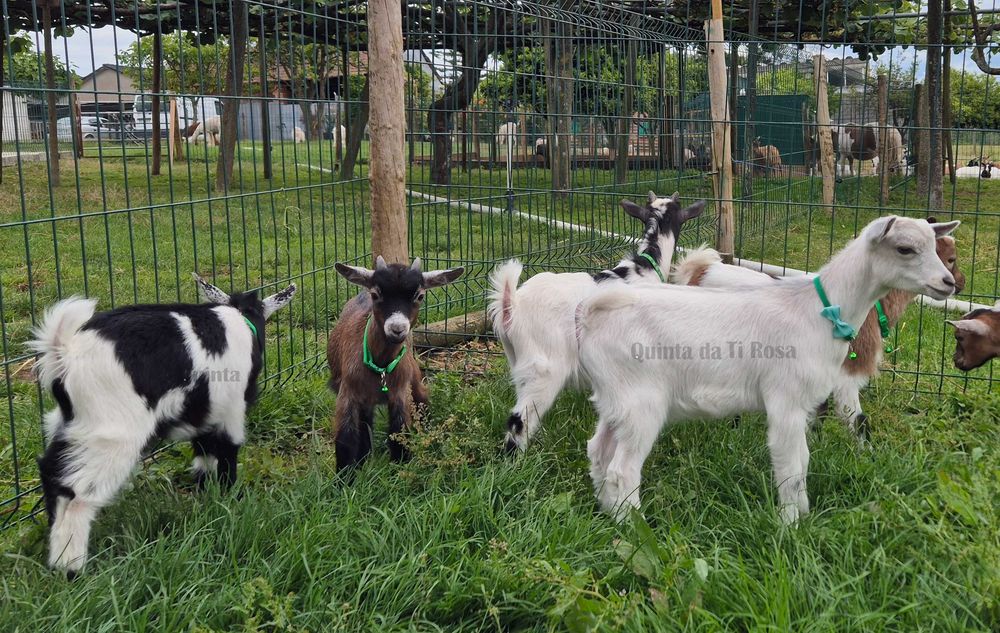 Cabras Anãs e Cabrinhas Micro Anãs