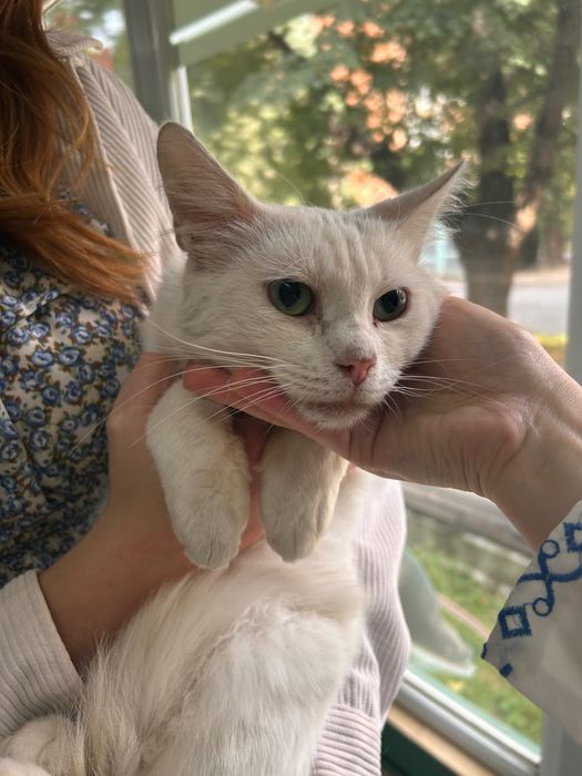 Стерилізований хлопчик котик