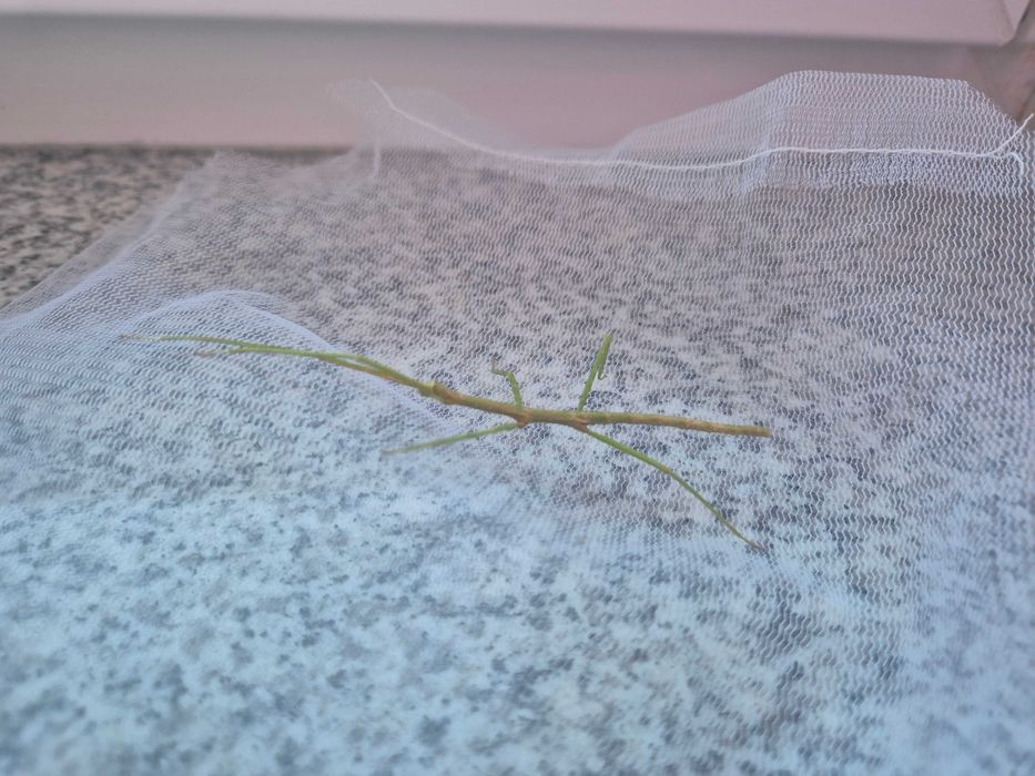 sprzedam patyczak rogaty Medauroidea extradentata odbiór Dobrzykowice