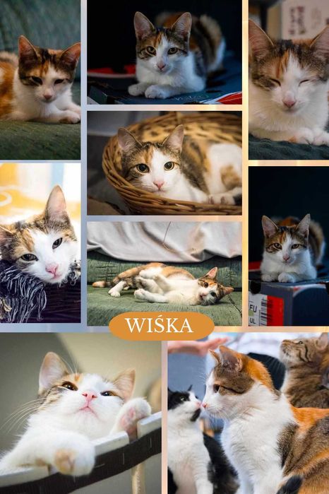 Wiśka – koteczka z duszą indywidualistki szuka domu!