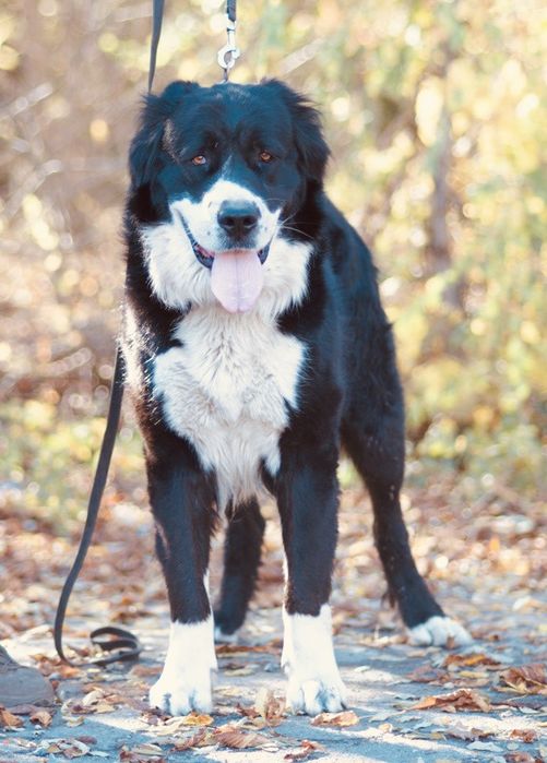 Кобель Среднеазиатская овчарка