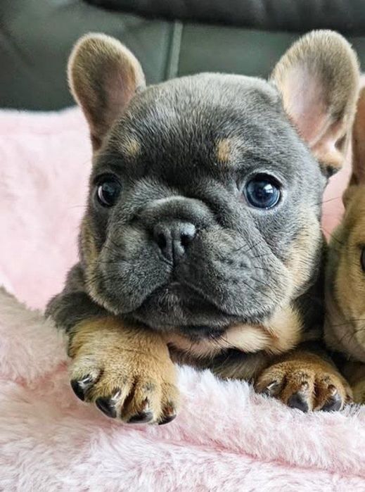 Чудова   французька красуня