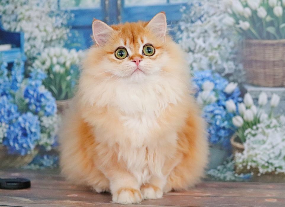 Девочка для вас золотая шиншилла