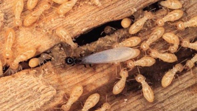 Desinfestação (percevejos,baratas,pulgas,ratos,formigas, térmitas etc)