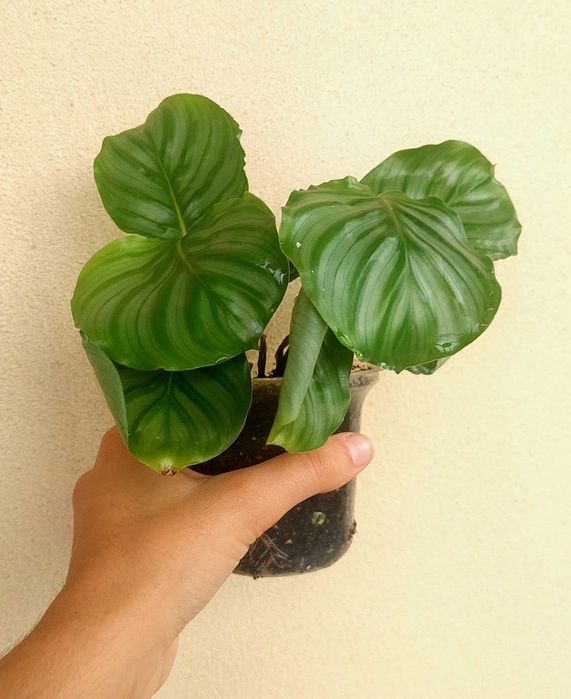 Planta Calathea orbifolia