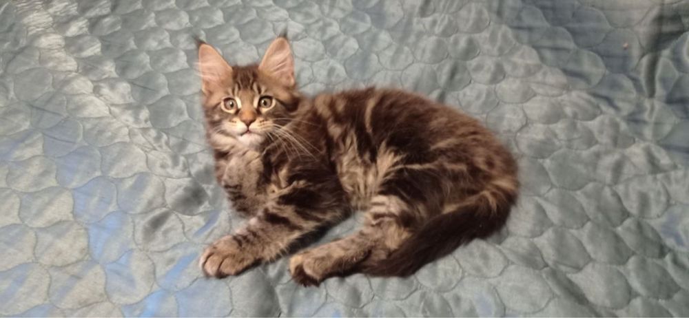 Чистокровные котята породы Мейн-Кун