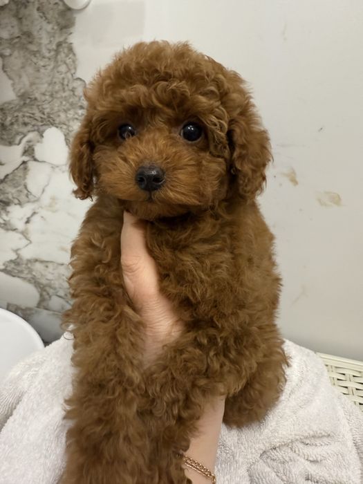 Pudel Toy chłopczyk