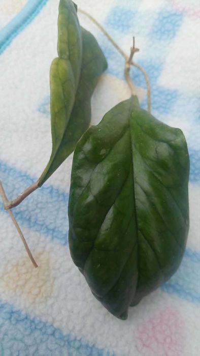 Hoya Viola. hoja.