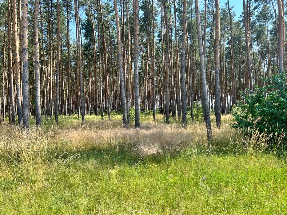 Działka 1084m² + 3300m² lasu - Widok 2