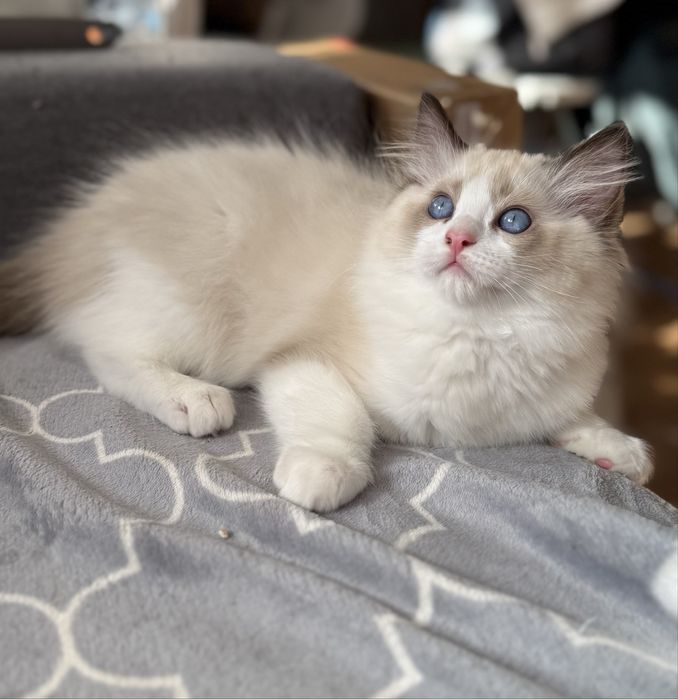 Kocurek Ragdoll z rodowodem