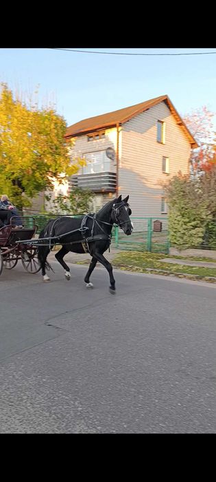 Sprzedam karą klacz