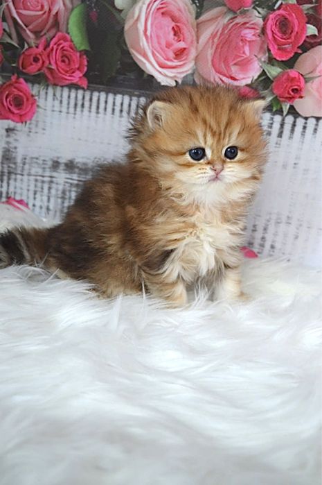 Британские котята золотая шиншилла/британські котята золота шиншила