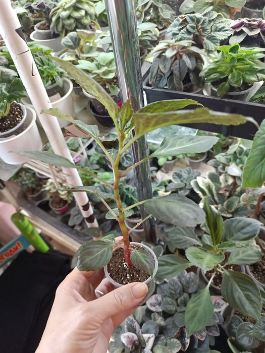 Бальзамін махровий