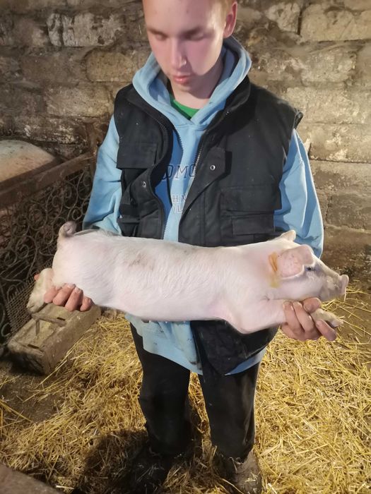 Свинки и кабанчики