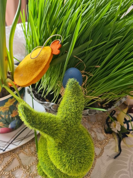 Roslinki do akwarium