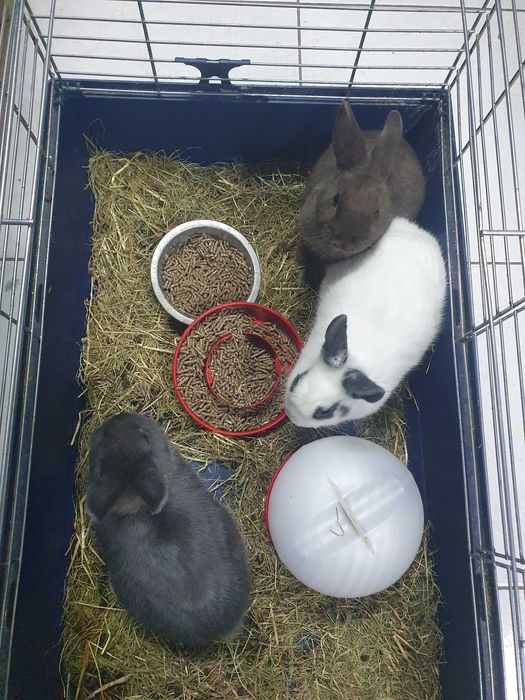 Coelhos anoes mini lop