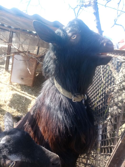 Козёл для вязки на племя.