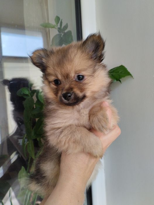 Шпицы щенки .красавицы.