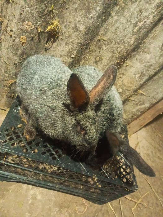 Продам кролики різних порід