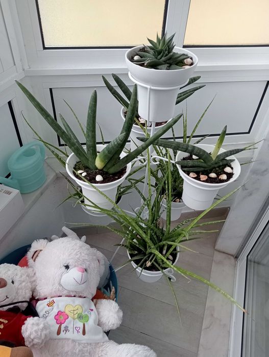 Plantas naturais