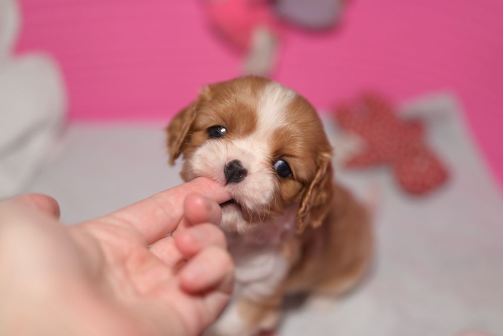 Дівчинка. Кавалер кінг чарльз спаниель. Бленхейм. КСУ/FCI