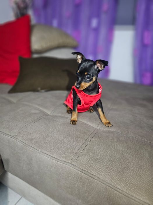 Pinscher miniatura