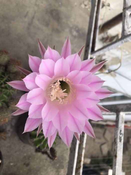Кактус Echinopsis oxygona та Echinopsis eyriesii