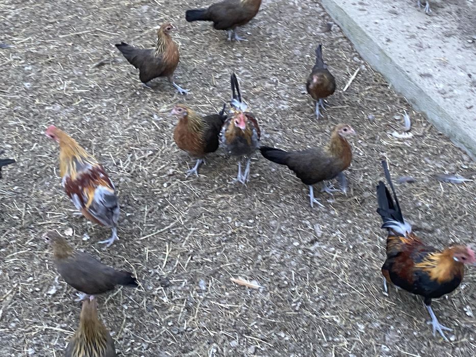 Karzełki holenderski parki kury ozdobne 2025 rok