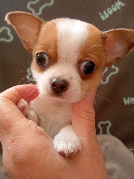 Чихуахуа міні хлопчик