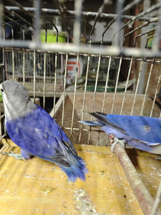 Fisher 2 casais muito bonitos