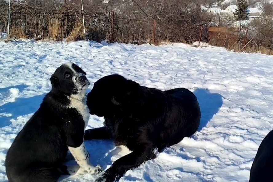 Цуценята САВ, дата народження 20.10.25