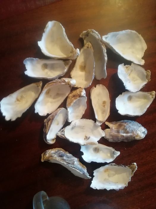 Ракушки с устриц