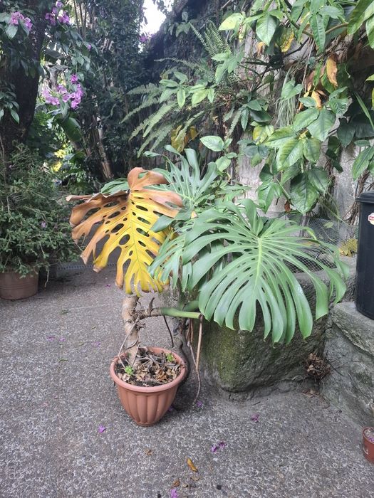 Monstera gigante