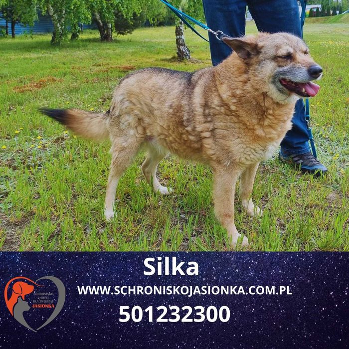SILKA do adopcji – Schronisko Jasionka